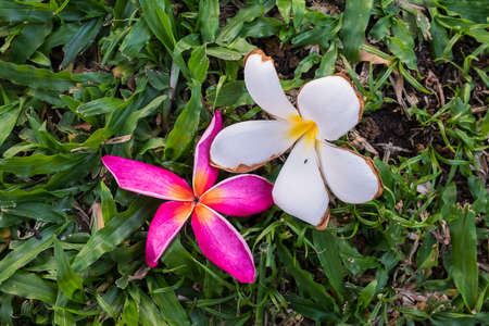 The difference in this earthの写真素材