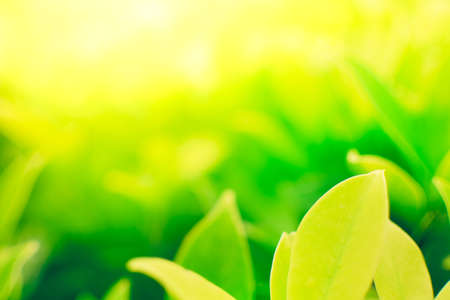 Closeup grass on defocus bright greenery copy space background.の写真素材