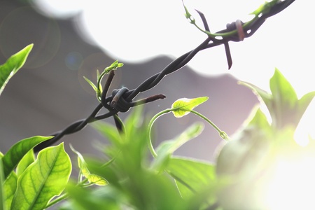 barbed wire and plantの写真素材