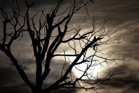 full moon and died trees