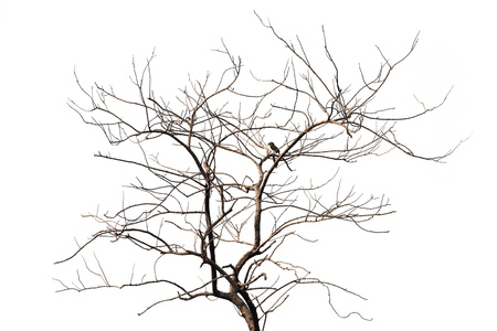 died treeの写真素材