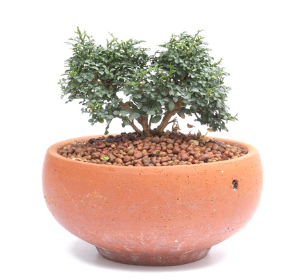 potted plantの写真素材