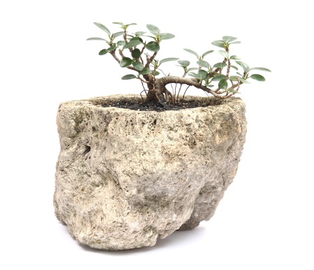 potted plantの写真素材