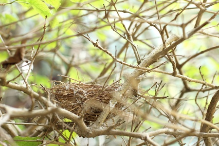 bird's nest with no birdsの写真素材