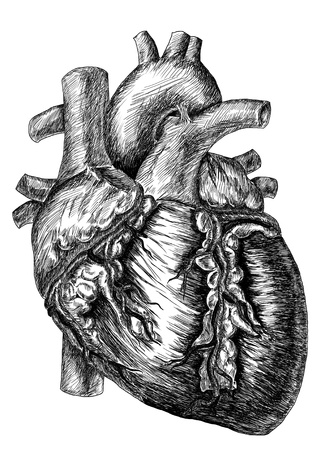 heart drawing on white backgroundの写真素材