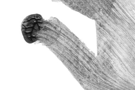 black white abstract acrylic painting color texture on white paper background by using rorschach inkblot methodの写真素材