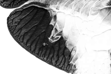 black white abstract acrylic painting color texture on white paper background by using rorschach inkblot methodの写真素材
