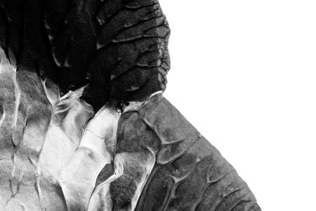 black white abstract acrylic painting color texture on white paper background by using rorschach inkblot methodの写真素材