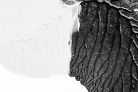 black white abstract acrylic painting color texture on white paper background by using rorschach inkblot methodの写真素材