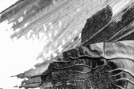 black white abstract acrylic painting color texture on white paper background by using rorschach inkblot methodの写真素材