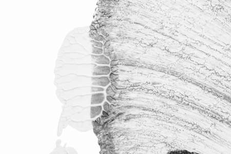 black white abstract acrylic painting color texture on white paper background by using rorschach...