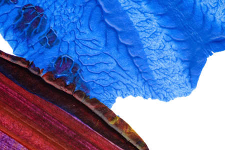 blue purple red yellow abstract acrylic painting color texture on white background by using inkblot methodの写真素材