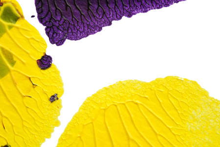 blue purple red yellow abstract acrylic painting color texture on white background by using inkblot methodの写真素材