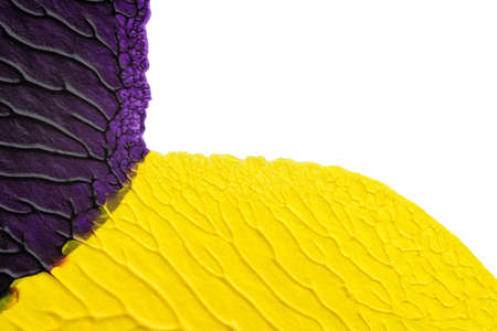 blue purple red yellow abstract acrylic painting color texture on white background by using inkblot methodの写真素材