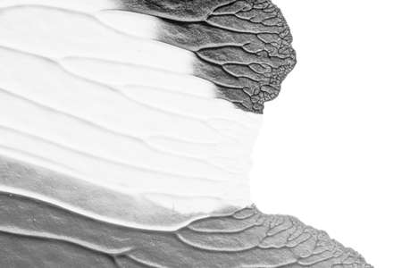 black white abstract acrylic painting color texture on white paper background by using rorschach...
