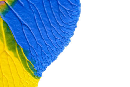 I painted acrylic colors on white paper and I folded the paper together similar to the rorschach inkblot method that create the texture of mixed acrylic colors.の写真素材