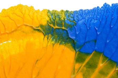I painted acrylic colors on white paper and I folded the paper together similar to the rorschach...