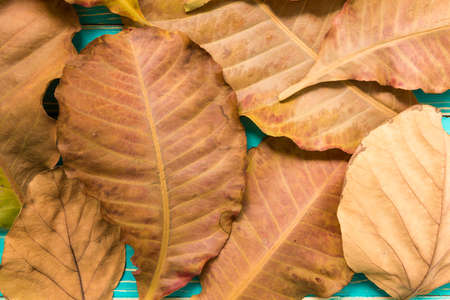 Dried Leaves on Vintage Wooden Backgroundの写真素材