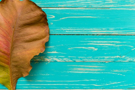Dried Leaf on Vintage Wooden Backgroundの写真素材