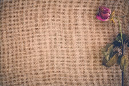 Withered Flower Backgroundの写真素材