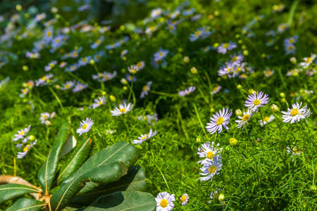 Purple Flower in Garden