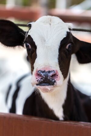 Calf Portrait, Close-upの写真素材