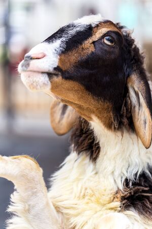 Young Goat in Farm Portrait