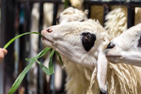 Farmer Feeding Grass to Goat in Farmの写真素材