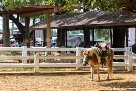 Pony in Farm or Livestockの写真素材