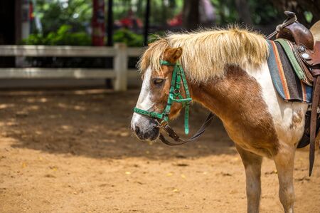 Pony in Farm or Livestockの写真素材