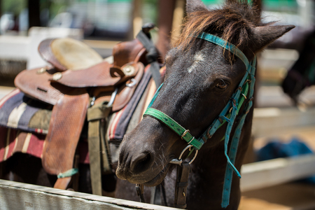Front Shot of Horse Portraitの写真素材