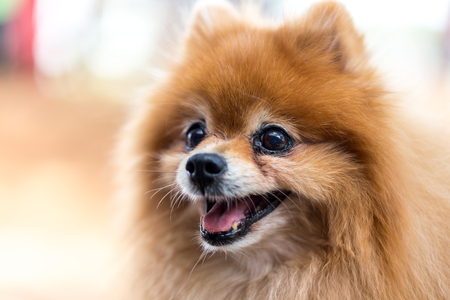 Old Pomeranian Dog Portrait, Close-upの写真素材