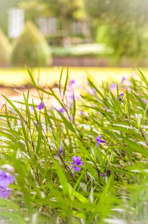 Violet Flowers During Sunrise or Sunsetの写真素材
