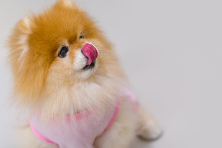 Hungry Pomeranian Dog Sticking Out Tongue Begging for Foodの写真素材