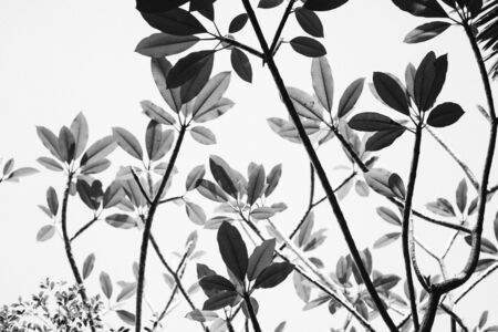 Black and White Tree Branches Backgroundの写真素材