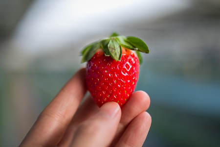 Hand Holding Fresh Strawberryの写真素材