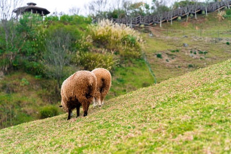 Brown Sheep in Farm, Rear or Back Viewの写真素材