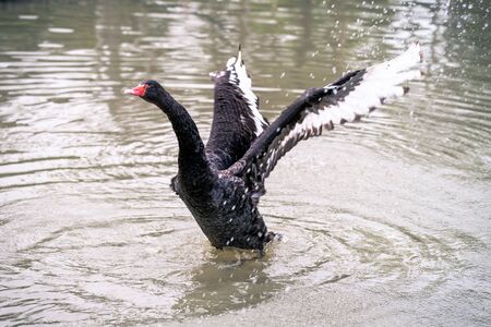 Black Swan Spreading Wings Wide Openの写真素材