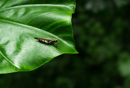 Grasshopper in chiang mai thailandの写真素材