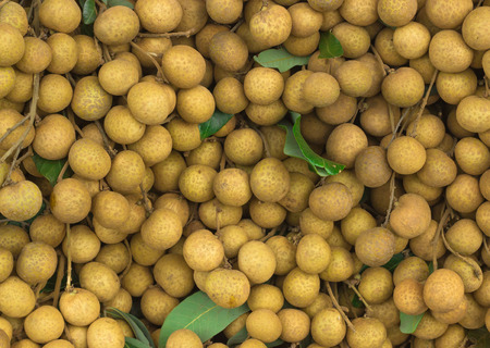 longan