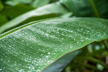 Banana leaf.Banana leaf.selective focus left leaf and water dropsoft focusの写真素材