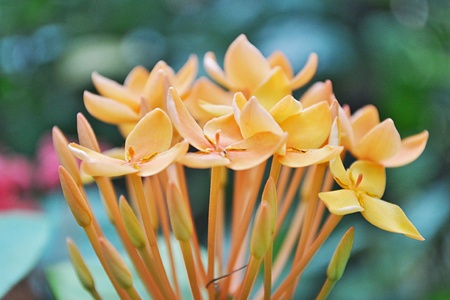 Flower spike