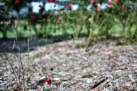 Rose lost the auraの写真素材