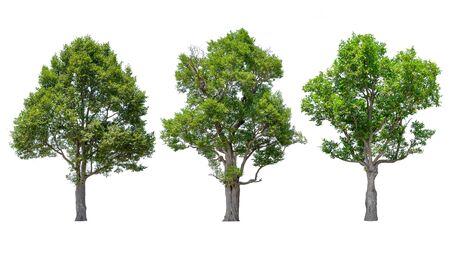 Trees isolated on white background, Tropical trees in asia.