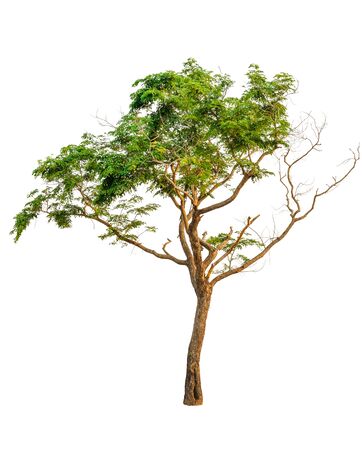 Trees isolated on white background, Tropical trees in asia.の写真素材
