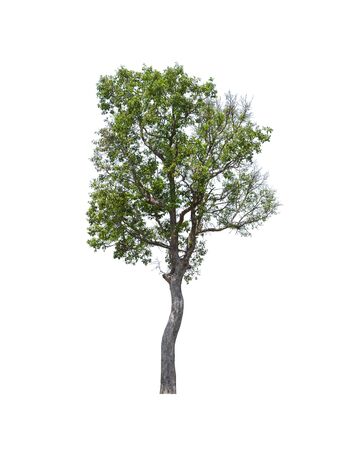 tropics and subtropics tree isolated on white backgroundの写真素材
