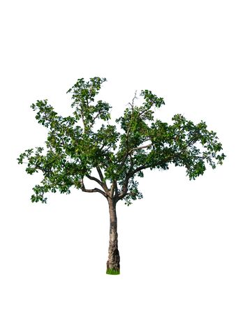tropical tree isolated white background.の写真素材