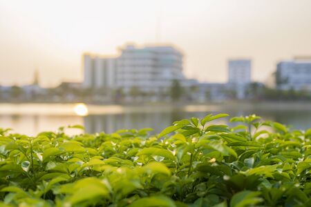 image of tree in the park with a city backgroundの写真素材