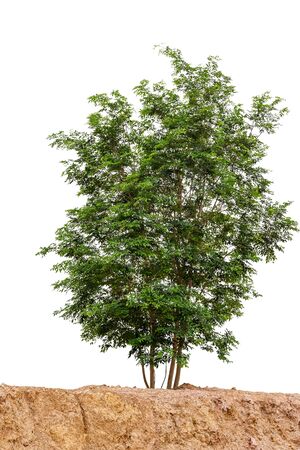 Trees isolated on white backgroundの写真素材