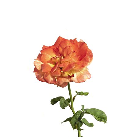 close up red rose isolated on white backgroundの写真素材